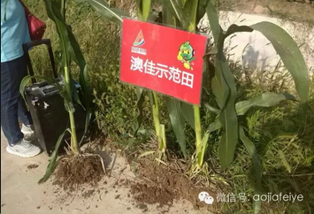 �ļ�ʾ����}